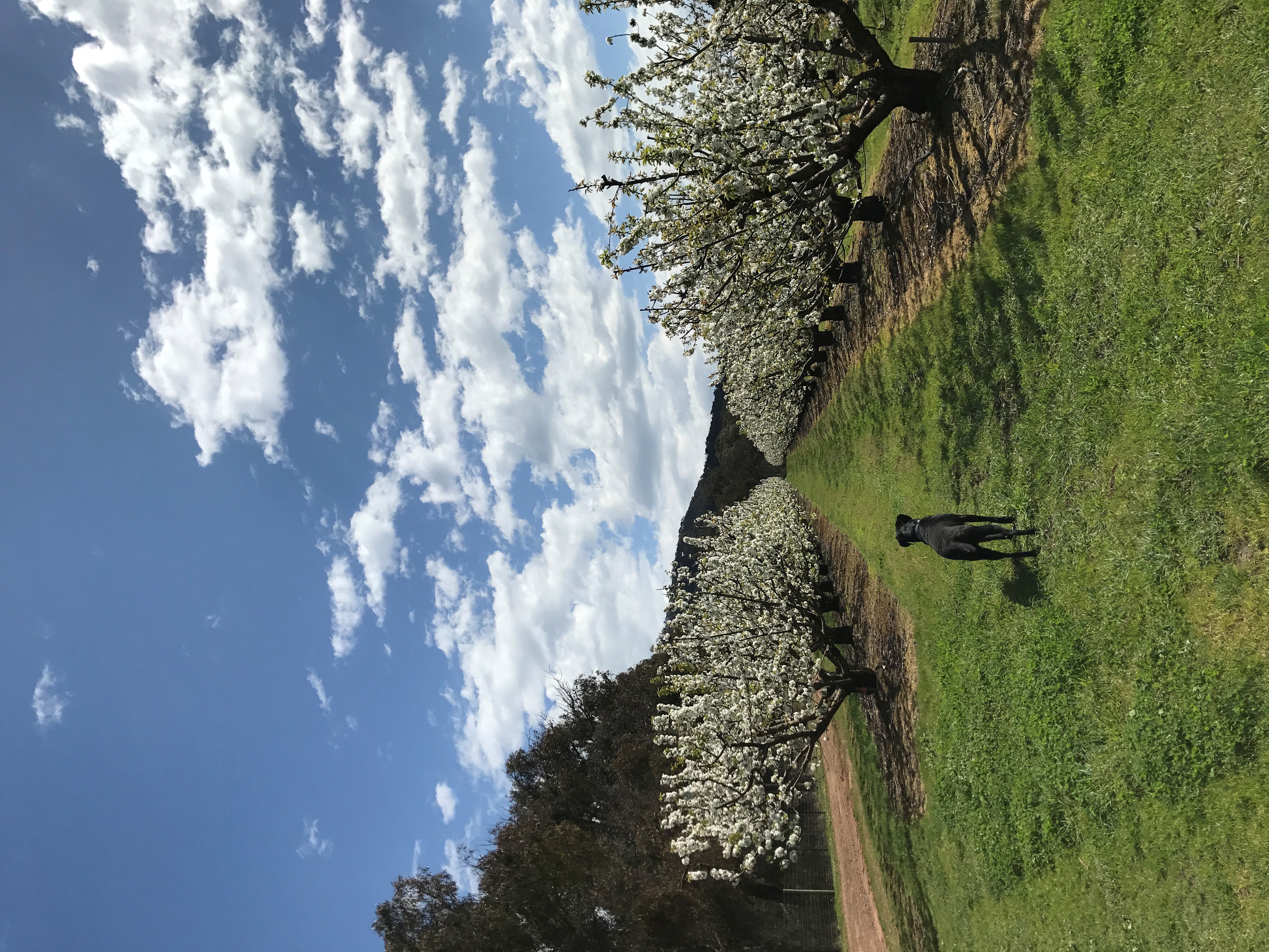 Flowering orchard with dog