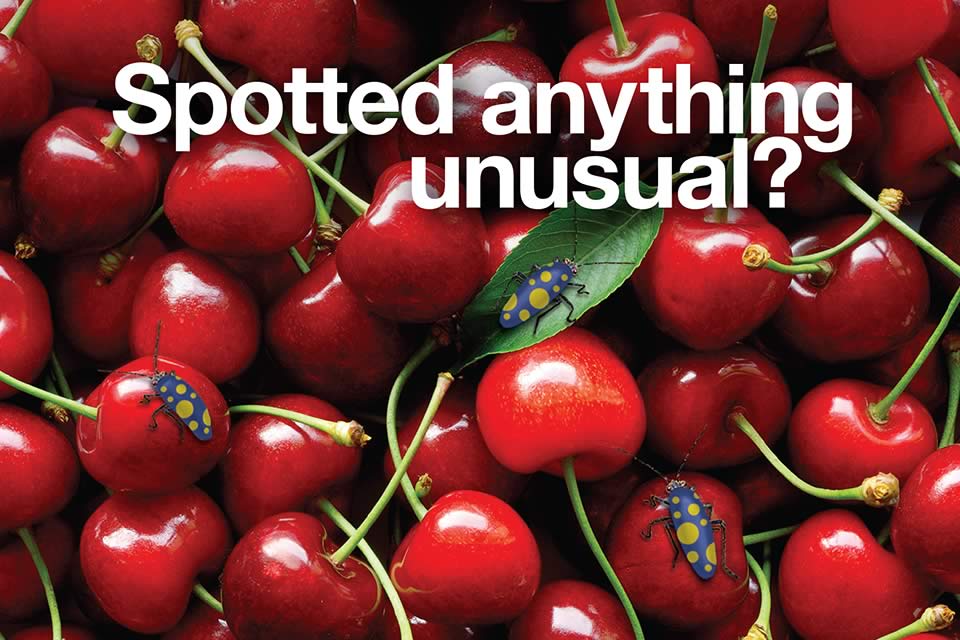 Spotted Anything Unusual News And Events Cherry Growers Australia Inc 