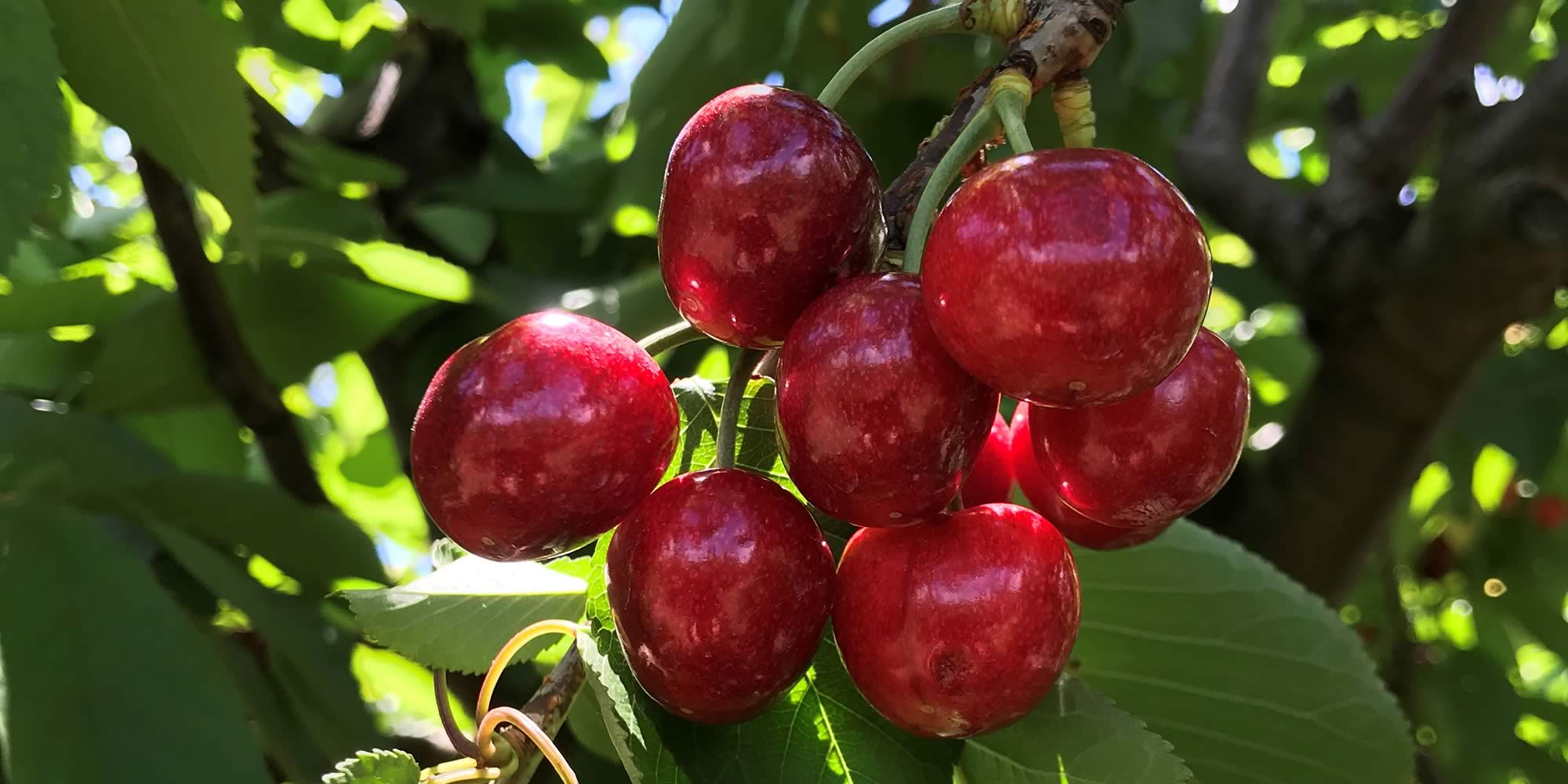 Slide - Cherries on tree