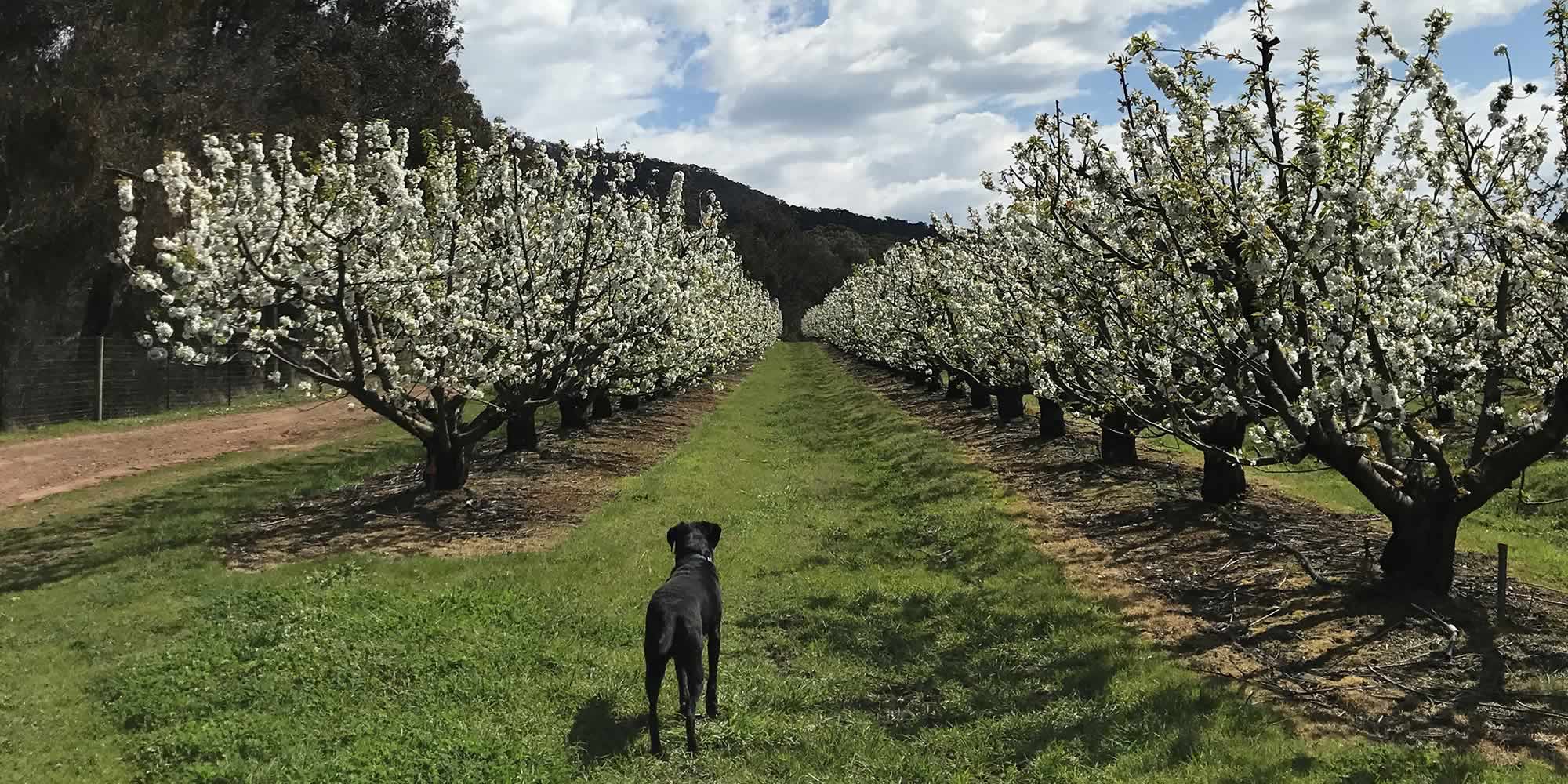 Slide - Orchard in blossom