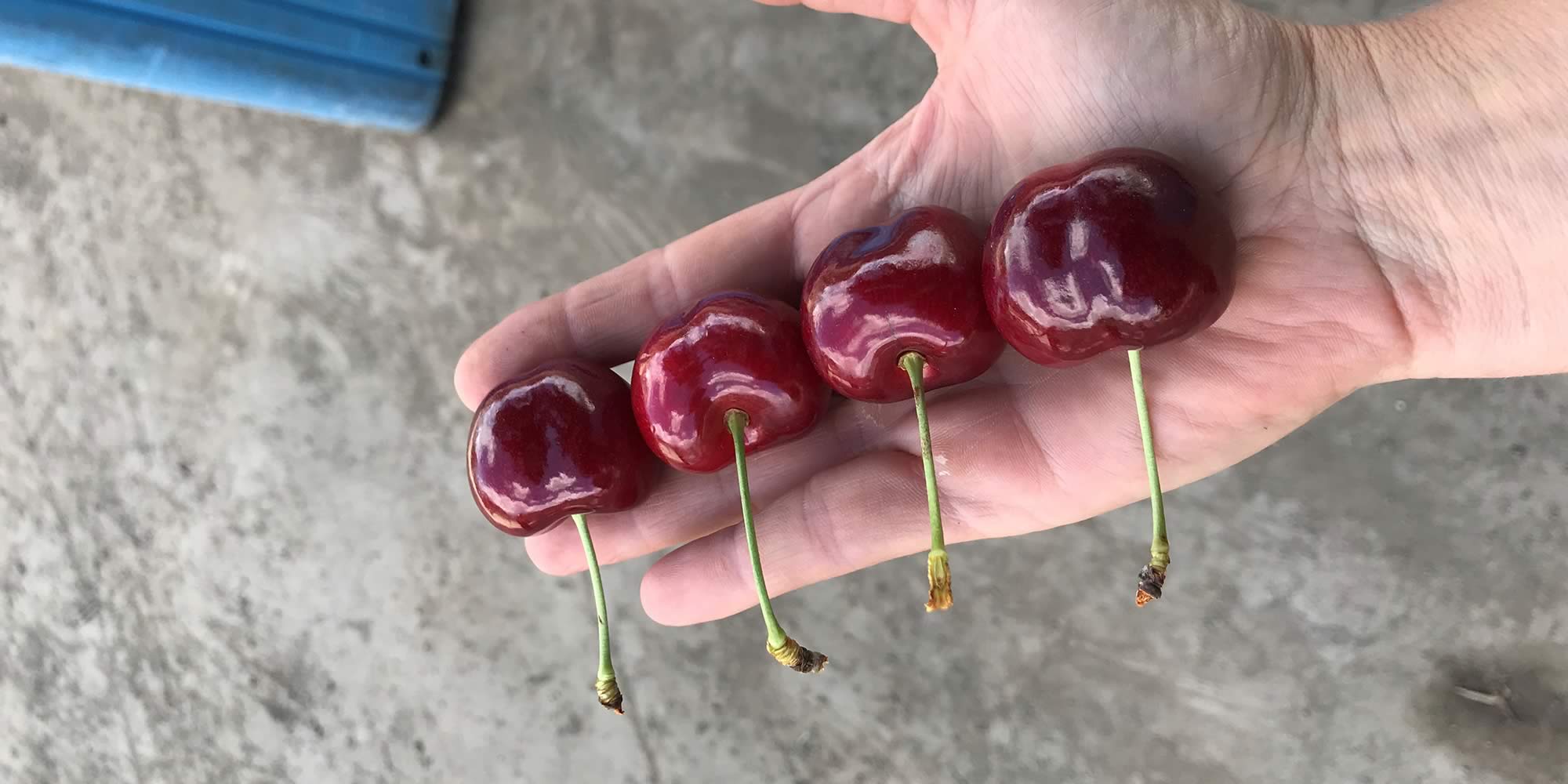Slide - Prize winning cherries