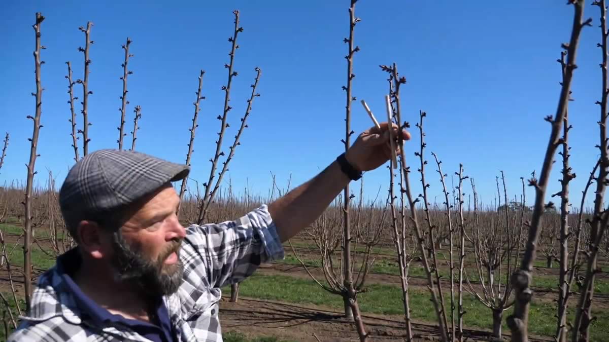 Video still: cherry dowel pruning method