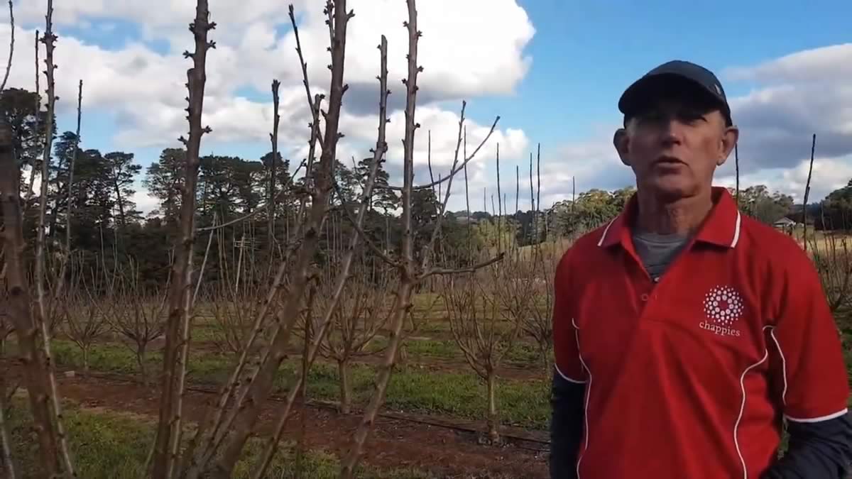 Video still: preventing overcropping of cherries