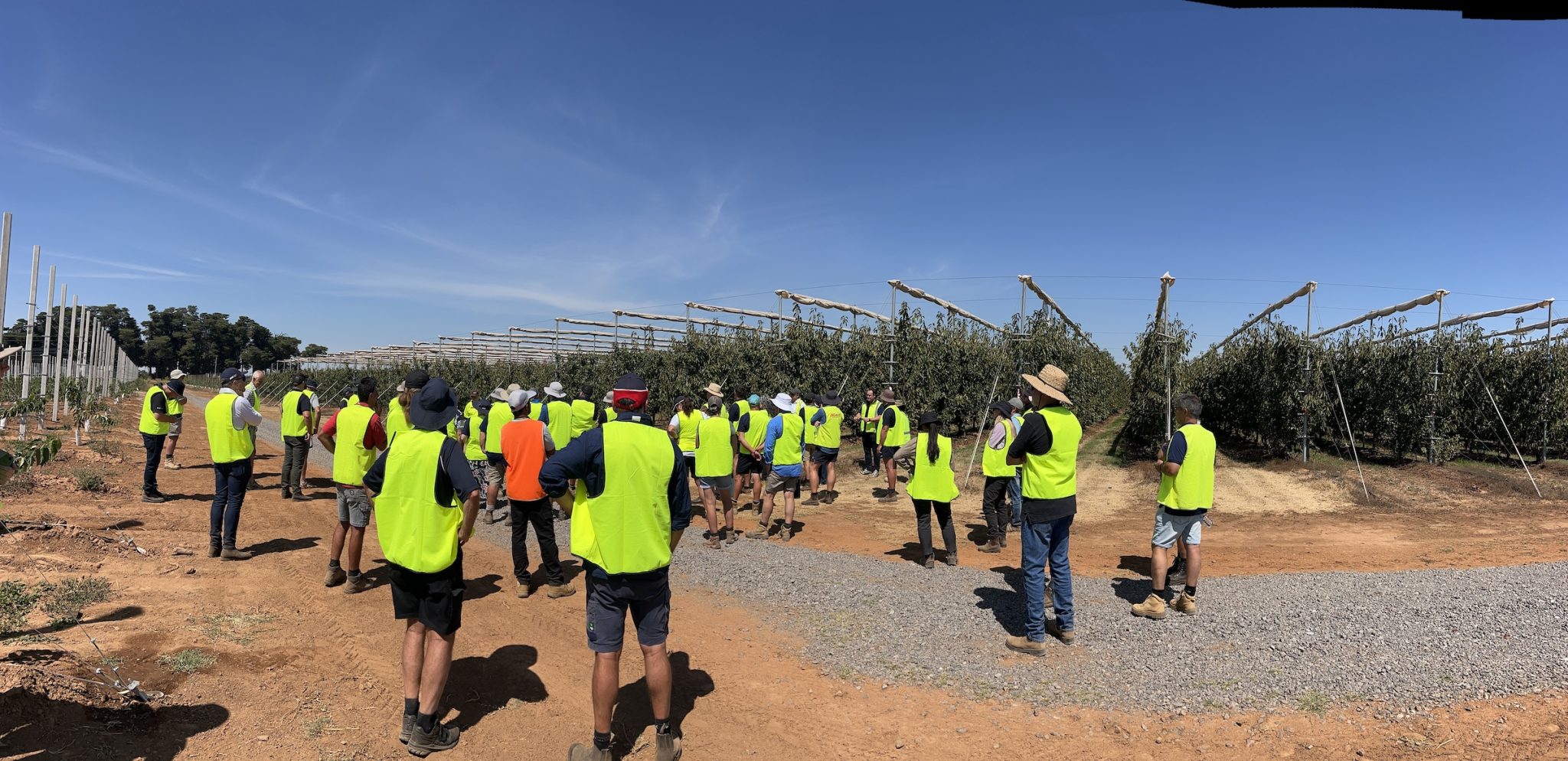 Vigour Management Australian cherries