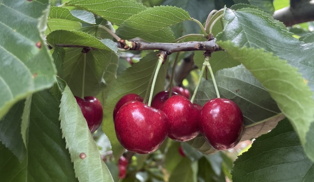 Lapins cherries